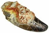 Carcharodontosaurus Tooth In Rock - Dekkar Formation, Morocco #375691-1